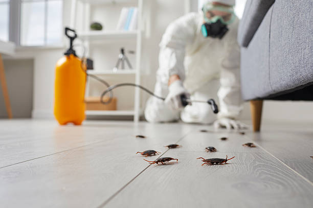 Commercial Kitchen Cockroach Control in Kaufman